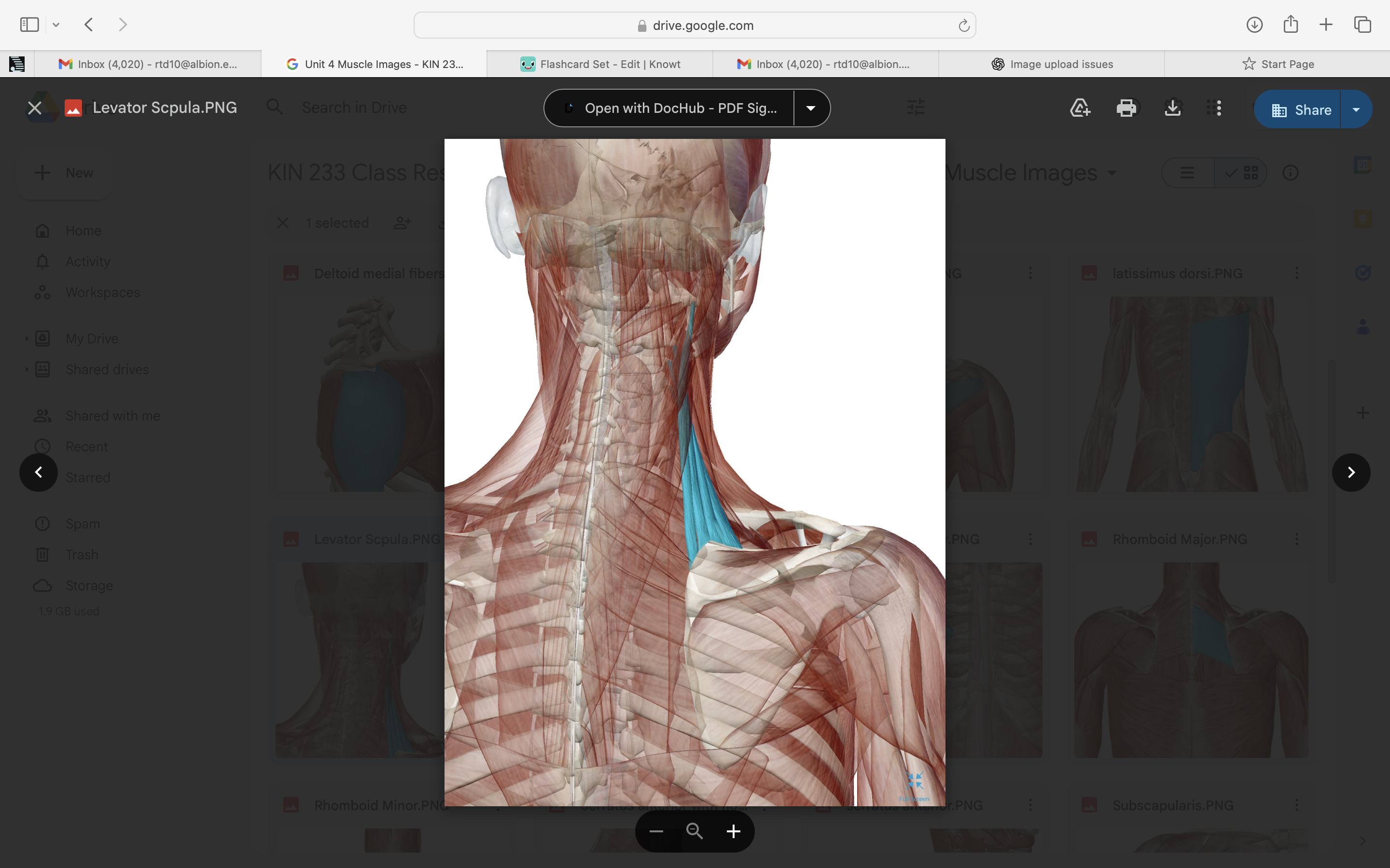 <p>the origin is c1-c 4 transverse process. insertion is superior angle of scapula </p>
