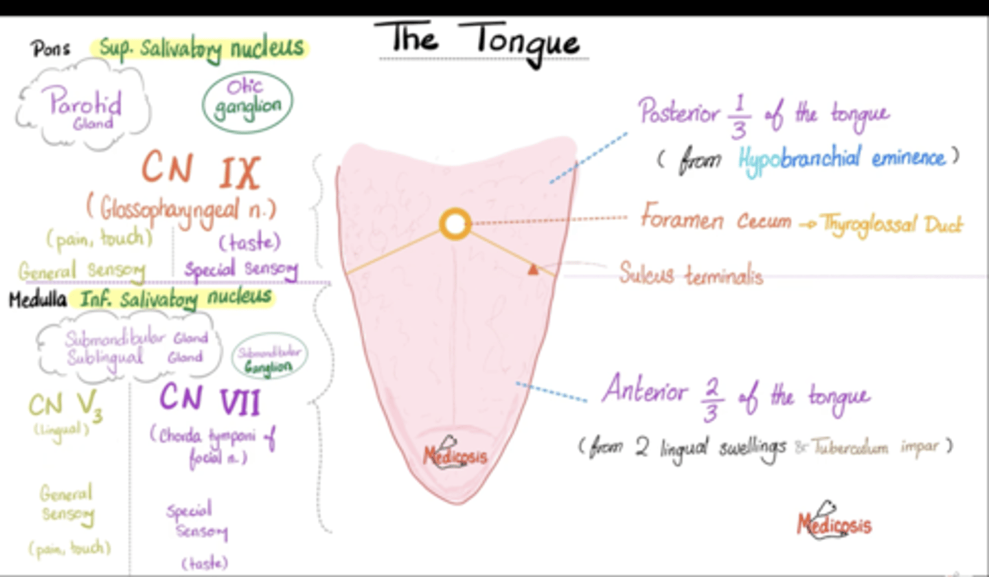 <p>They convey general sensations like pain, temperature, and touch from the posterior third of the tongue.</p><p>posterior 1/3</p><p>CN IX glossopharyngeal </p><p>general sensory: (pain, touch)</p><p>special sensory: (taste)</p><p>anterior 1/3</p><p>CN V trigeminal</p><p>general sensory: (pain, touch)</p><p>CN XII hypoglossal</p><p>special sensory: (taste)</p>