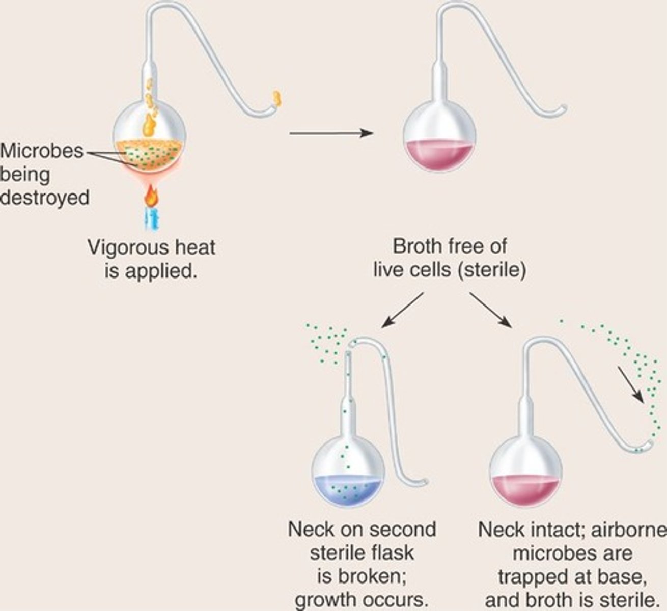 <p>Discovered that germs living in the air can cause food to go off when employed by a wine trader to solve problem of soured wine. Heated 2 broths and allowed 1 to be open to the air. The non-contact broth didn't turn.</p>
