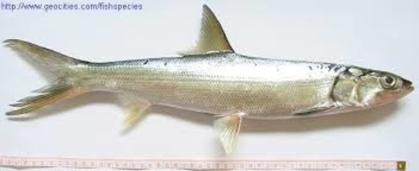 <p>Tarpons and Ladyfishes</p><p>-Highly fecund: 12 million eggs</p><p>-Retain primitive gular plate</p><p>-Many branchiostegal rays (gill membrane support)</p><p>-Well developed forked caudal fin</p>