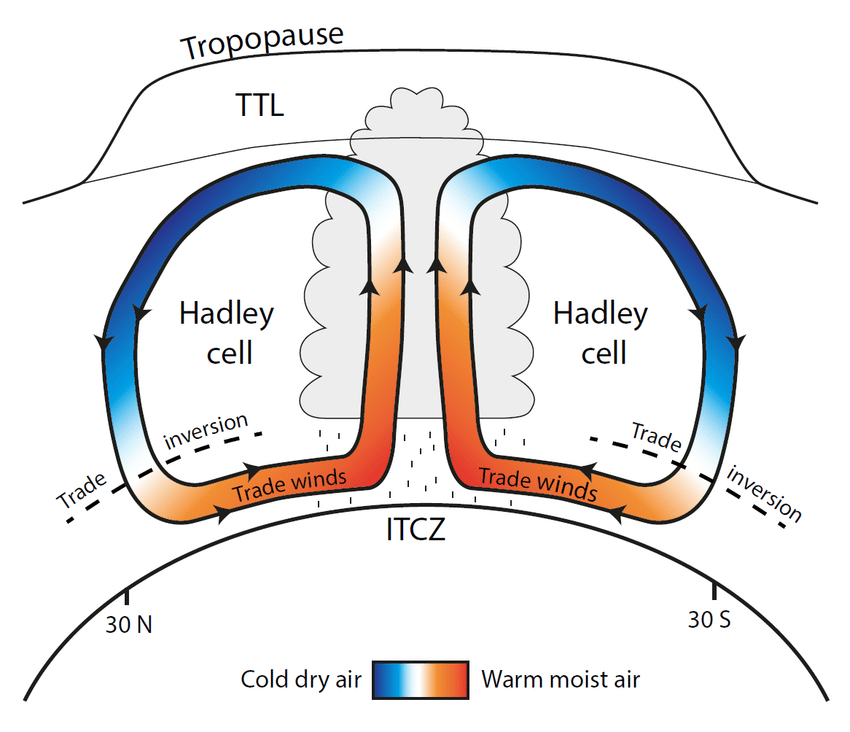 <p>a large-scale atmospheric convection cell in which air rises at the equator and sinks at medium latitudes, typically about 30° north or south.</p>