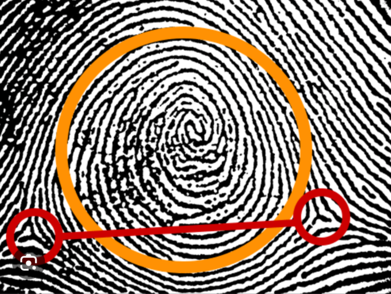 <ul><li><p>Deltas intersect the ridges</p></li><li><p>One or more ridges that make a complete spiral</p></li><li><p>2 deltas</p></li></ul><p></p>