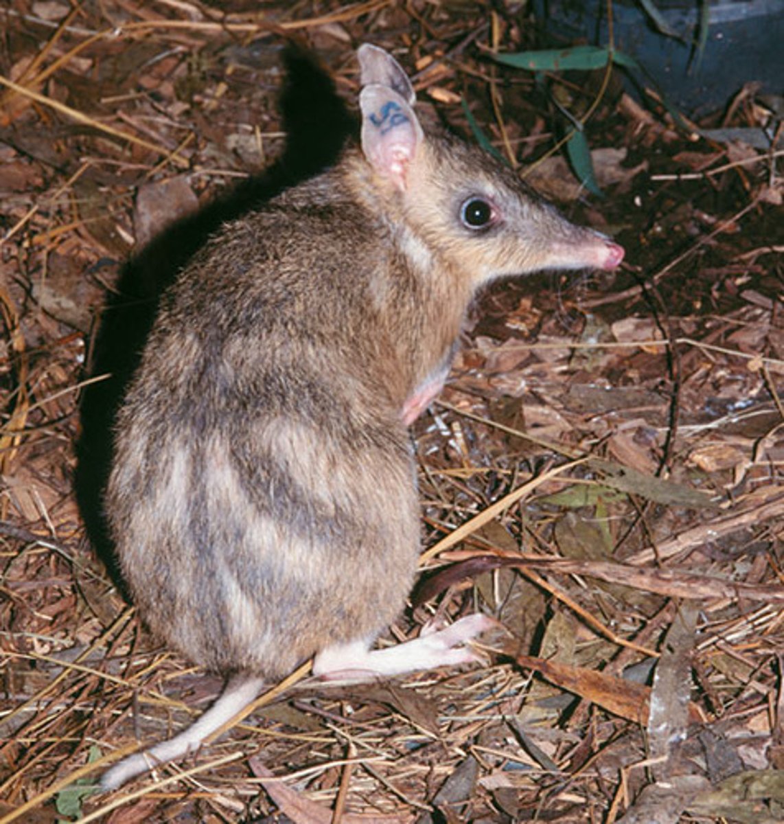 <p>Bandicoots</p>