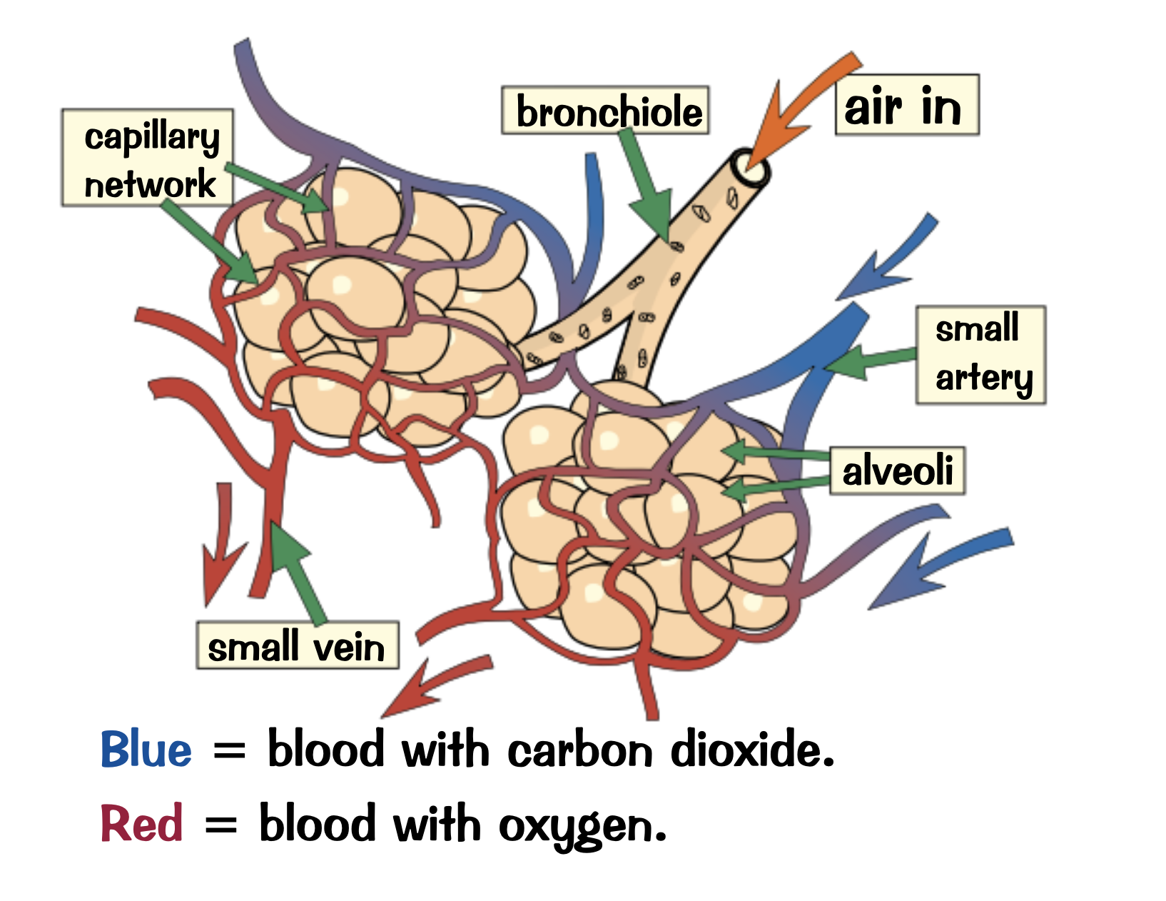 <ul><li><p>Transfers oxygen to the blood and remove carbon dioxide from it</p></li><li><p>Use alveoli for diffusion</p></li></ul><p></p>