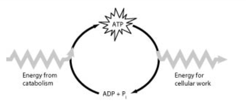 <p></p><p>How do cells use the ATP cycle shown in the figure?</p><ol><li><p>Cells use the cycle to recycle energy released by ATP hydrolysis.</p></li><li><p>Cells use the cycle to recycle ADP and phosphate.</p></li><li><p>Cells use the cycle to recycle ADP, phosphate, and the energy released by ATP hydrolysis.</p></li><li><p>Cells use the cycle primarily to generate heat.</p></li></ol><p></p>
