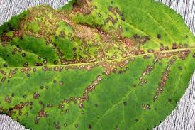 <p><span>&nbsp;Fungal disease causing dark, sunken lesions on leaves, stems, flowers, and fruits.</span></p>
