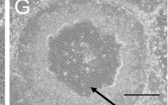 <p>flat colonies, with differentiated cells in the middle</p>