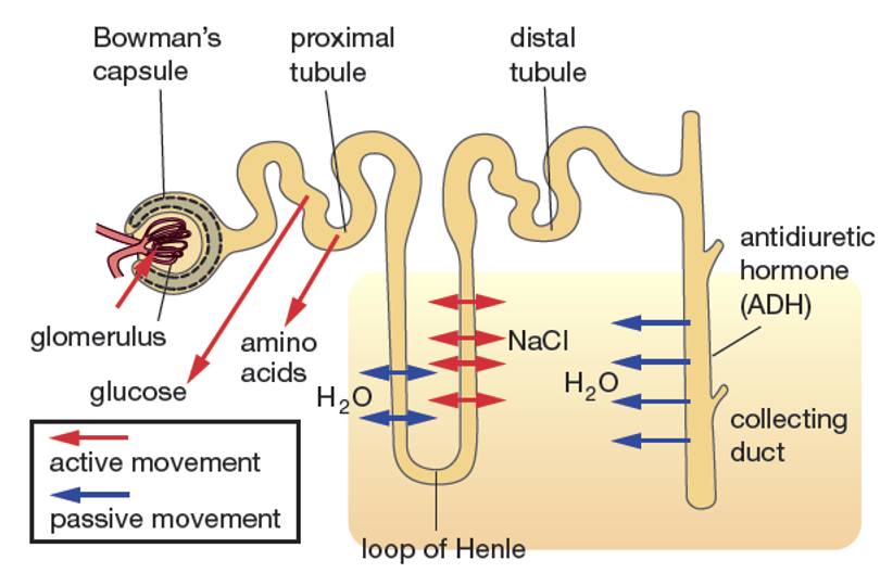 <p><span>•Water is reabsorbed from the urine passively, via osmosis.</span></p><p><span>•The loop of Henle produced concentrated urine</span></p><p><span>•A large amount of sodium chloride pumped out of the loop of Henle is retained in the medullary region of the kidney, producing a very high salt concentration.</span></p><p><span>•The osmotic concentration within the kidney increases dramatically from the outer cortex to the medulla.</span></p><p><span>•Urine passes down the collecting tubules towards the ureter, it passes through this region of high salt concentration.</span></p><p><span>•Because the collecting tubule is permeable to water, but not to salt, water passes from the collecting tubule back into the kidney and into blood vessels.</span></p><p><span>•As a result, the urine becomes concentrated.</span></p><p><span>•Antidiuretic hormone (ADH) from the pituitary gland increases the permeability of the collecting tubule to water, increasing reabsorption of water and causing urine to become concentrated.</span></p><img src="https://knowt-user-attachments.s3.amazonaws.com/5f013da8-9ae5-40d6-94b6-c7f010fddbf2.png" data-width="100%" data-align="center"><p></p>