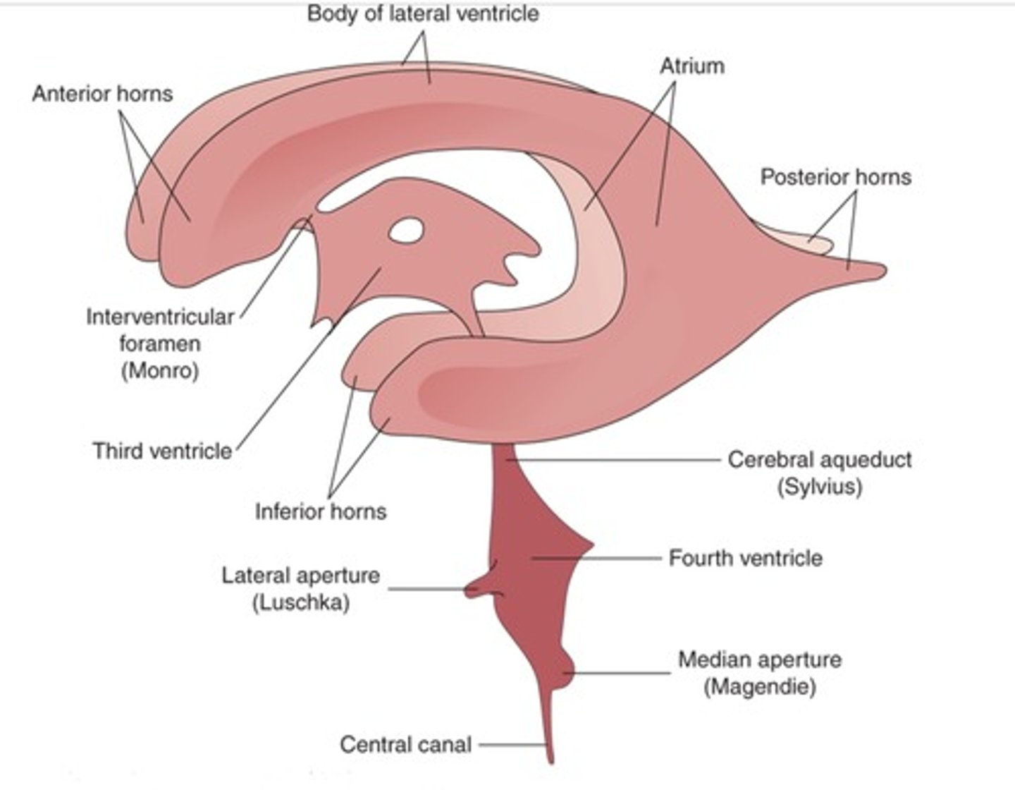 <p>where the 4th ventricle drains its CSF</p><p>2 lateral recesses with lateral apertures drain into the subarachnoid space</p><p>Inferior angle leads to the median aperture drains into the subarachnoid space</p>