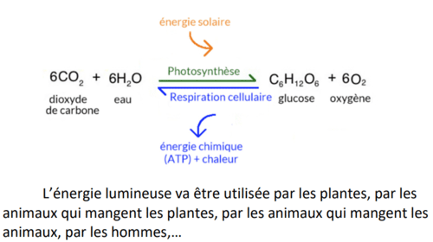 <p>Organisme doivent continuellement échanger de la matière et de l'énergie avec environnement extérieur (photosynthèse)</p>