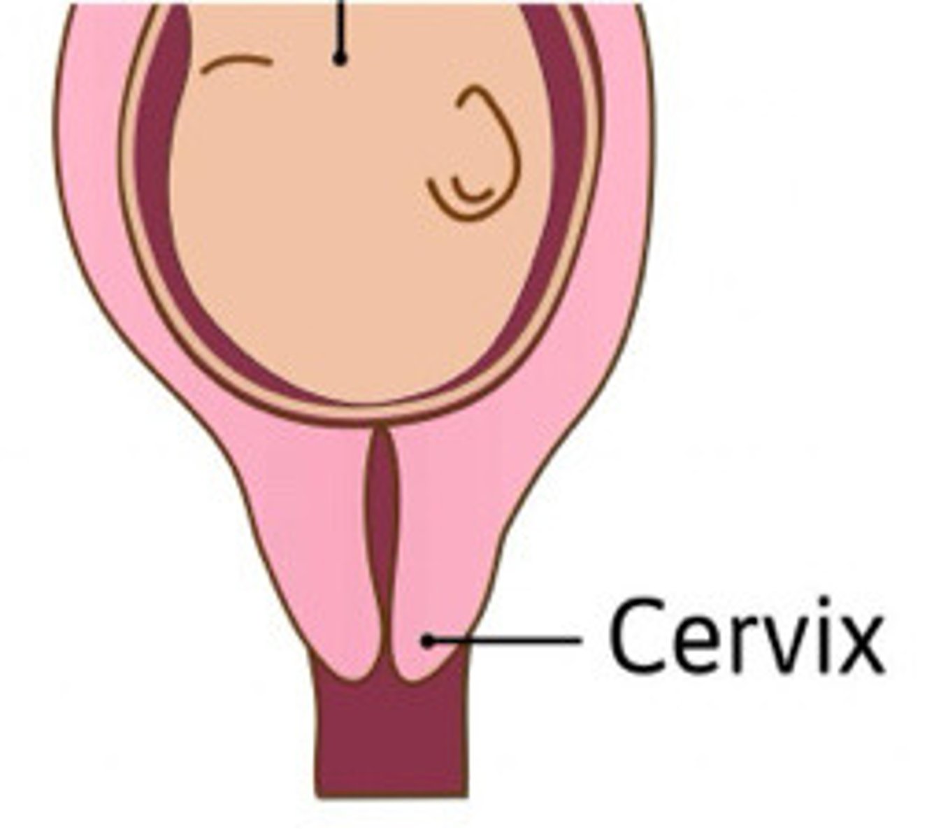 <p>Describe the cervix in this image</p>