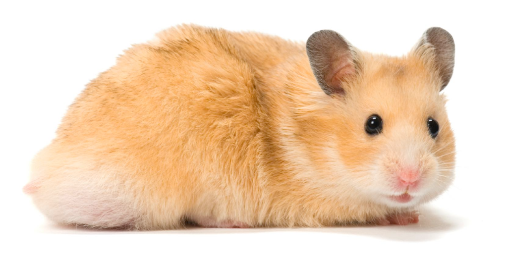 <p>Hamster</p>