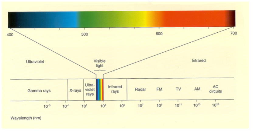 <p>How we experience different wavelengths of color (400-700nm) out of all the electromagnetic spectrum field </p>