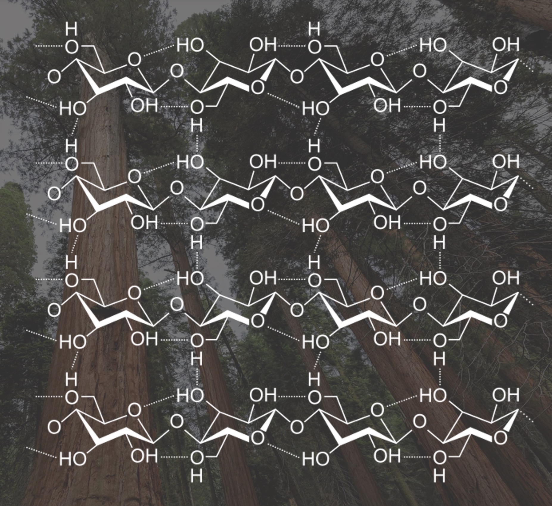 <p><strong>Carbohydrates: Cellulose (poly)</strong></p>