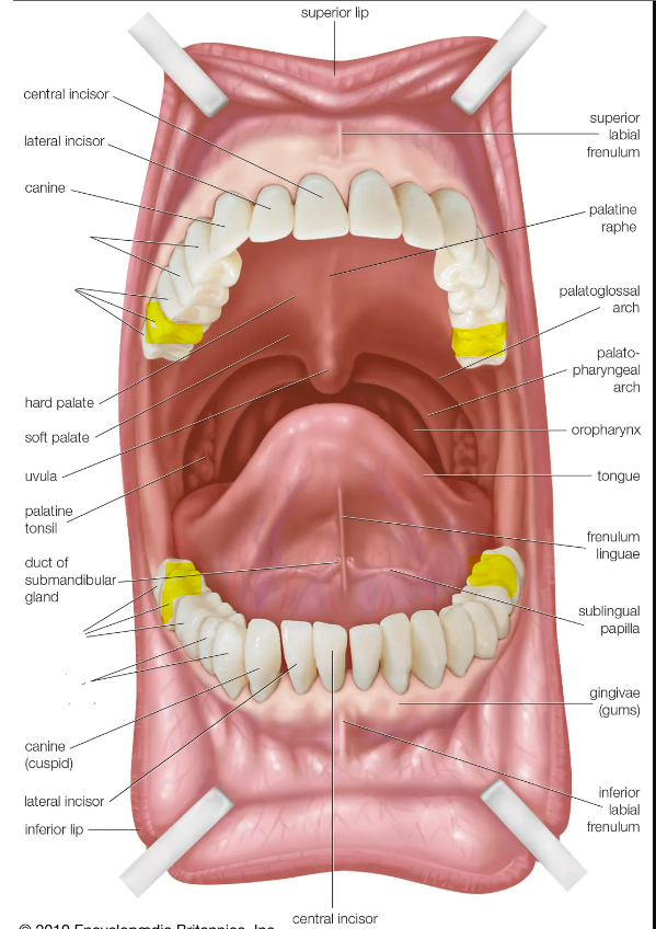 knowt flashcard image