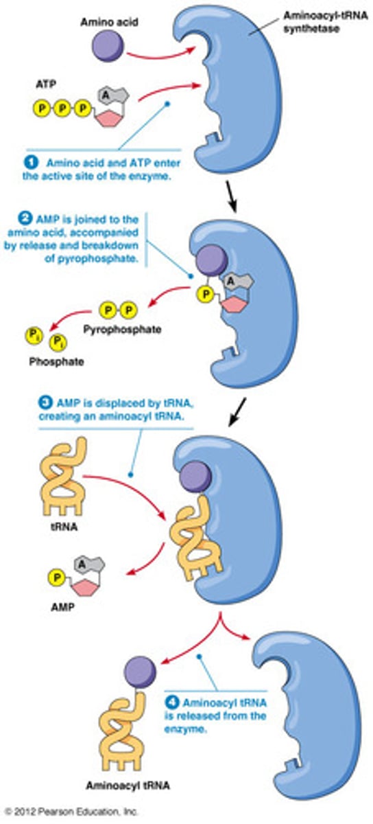 <p>Attach an amino acid to a tRNA</p><p>Most cells have 20 different ones for each amino acid</p>