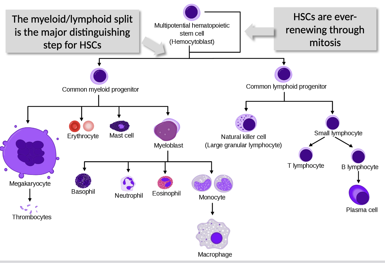 <ul><li><p>all blood cells derive from <strong>hematopoietic stem cells (HSCs)</strong> in bone marrow, and differentiate into erythrocytes and leukocytes through <strong>hematopoiesis</strong></p></li><li><p>the myeloid/lymphoid split is the major distinguishing step for HSCs</p></li><li><p>HSCs are ever-renewing through mitosis</p></li></ul><p></p>