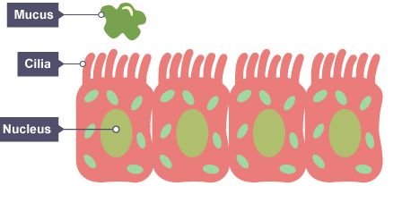 <p><strong>CILATED CELL</strong></p>