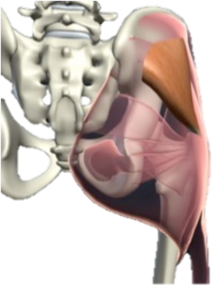 <p>What muscle is this?</p>
