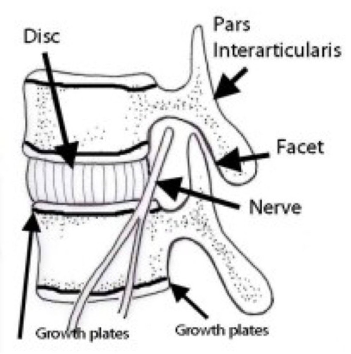 <p>epiphyseal plate (growth plate)</p>