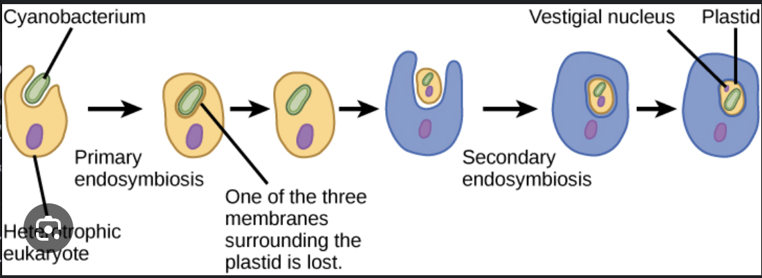 <p><span>proposes that mitochondria and chloroplasts, organelles within eukaryotic cells, were once free-living prokaryotic cells that were engulfed by larger host cells and developed a symbiotic relationship</span></p>