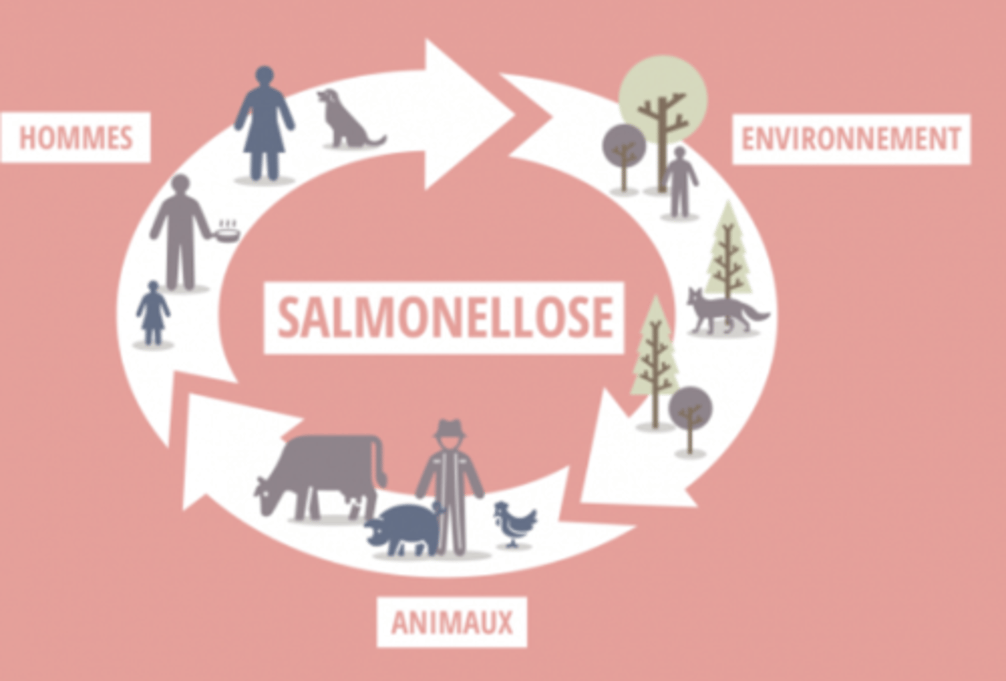 <p>Représente 40% des TIAC en France </p><p>Réservoir : Humain & animal : zoonose </p><p>Oiseaux, volailles, mammifères </p><p>Transmission : </p><p>Alimentaire : oeufs, lait, viandes crues, peu cuite </p><p>Rupture de la chaine du froid </p>