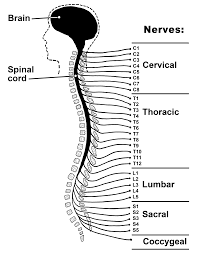 <p>-L: starts at the base of brain and runs down the spine</p><p>-F: pathway for nerve fibers to carry info</p><ul><li><p>connects brain to rest of body</p></li></ul>