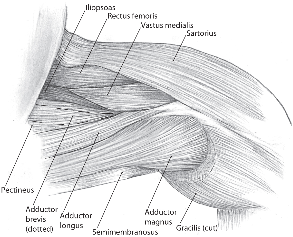 <p>Origin: Ischium</p><p>Insertion: Femur above condyles</p><p>Action: Extends thigh</p>