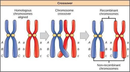 <ul><li><p><strong>Meiotic recombination</strong> <strong>=</strong> or "crossing over," is the process during meiosis I where homologous chromosomes pair up and exchange segments of DNA.</p></li><li><p>The new chromosome (including pieces of both) is the used in the</p><p>gamete (egg or sperm)</p></li></ul><p></p>