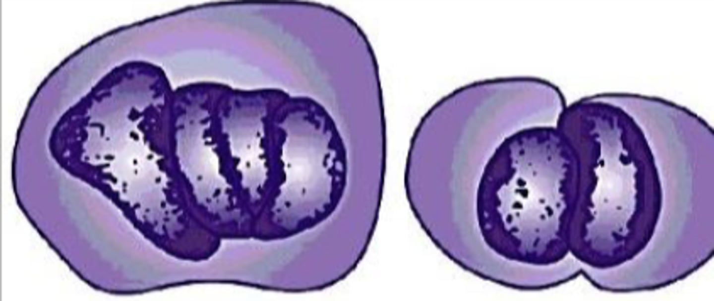 <p>What term is used for the deformation of nuclei by other nuclei within the same or adjacent cells?</p>