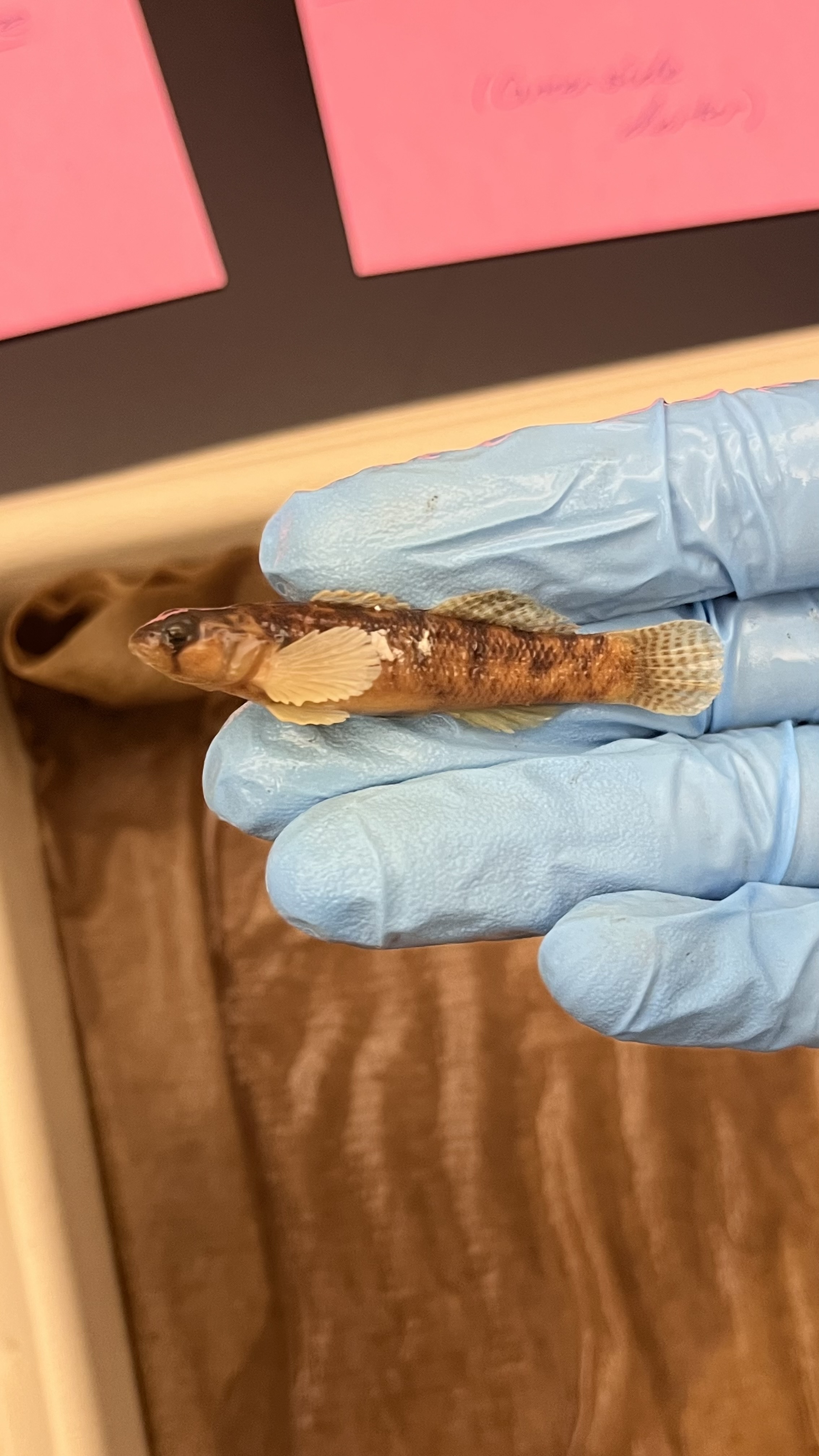 <p>Fantail Darter</p>