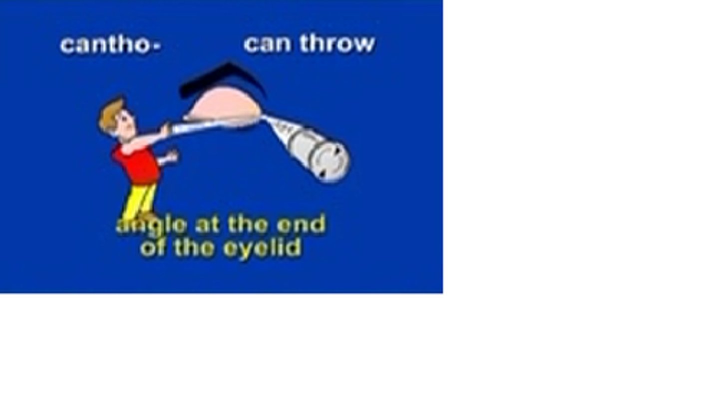 <p>angle at the end of the eye lid</p>