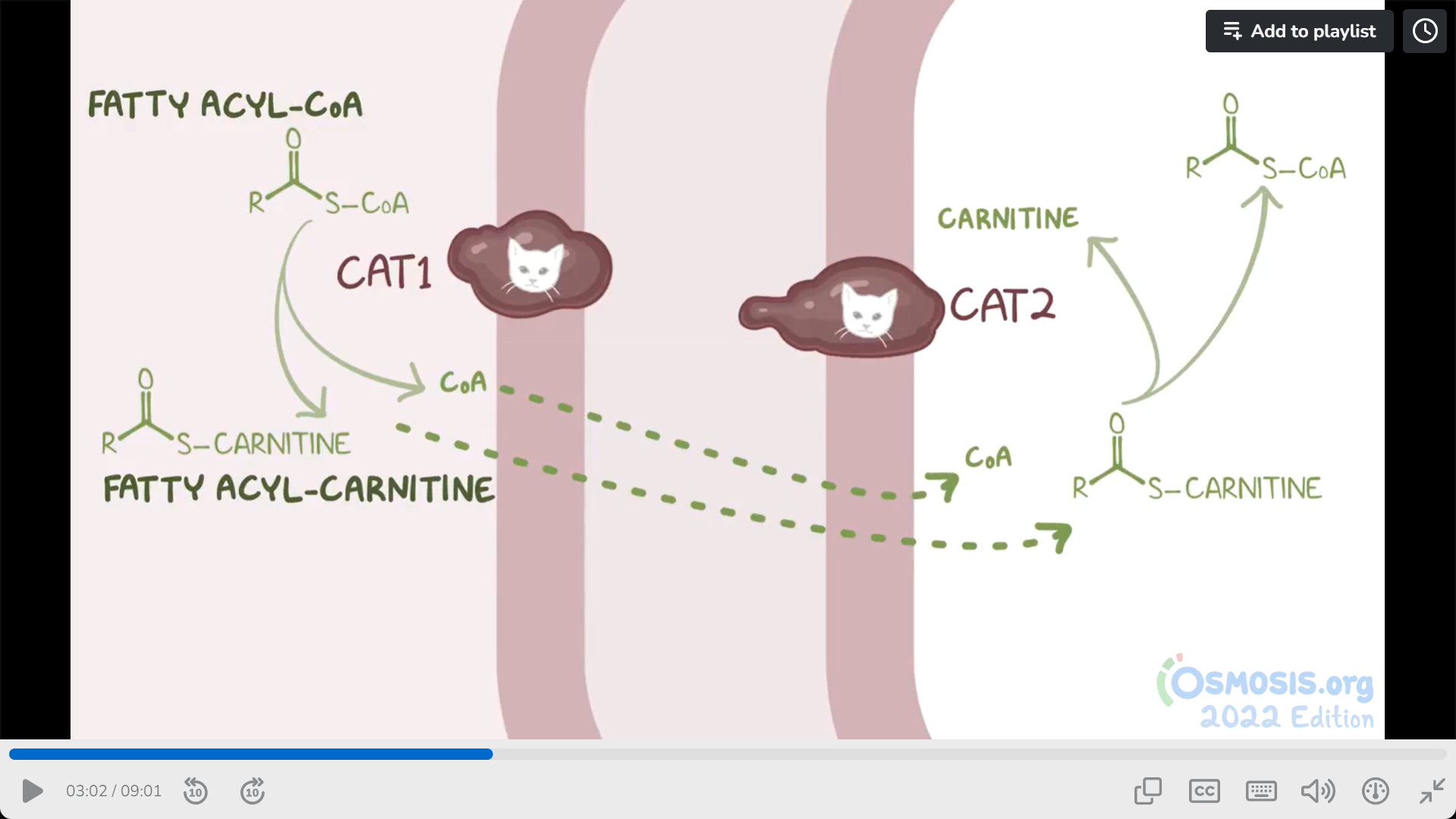 <p>Carnitina. Os ácidos gordos ativos (com CoA) associados nao conseguem atravessar a membrana da mitocondria e por isso ligam-se a carnitina para atravessar</p>