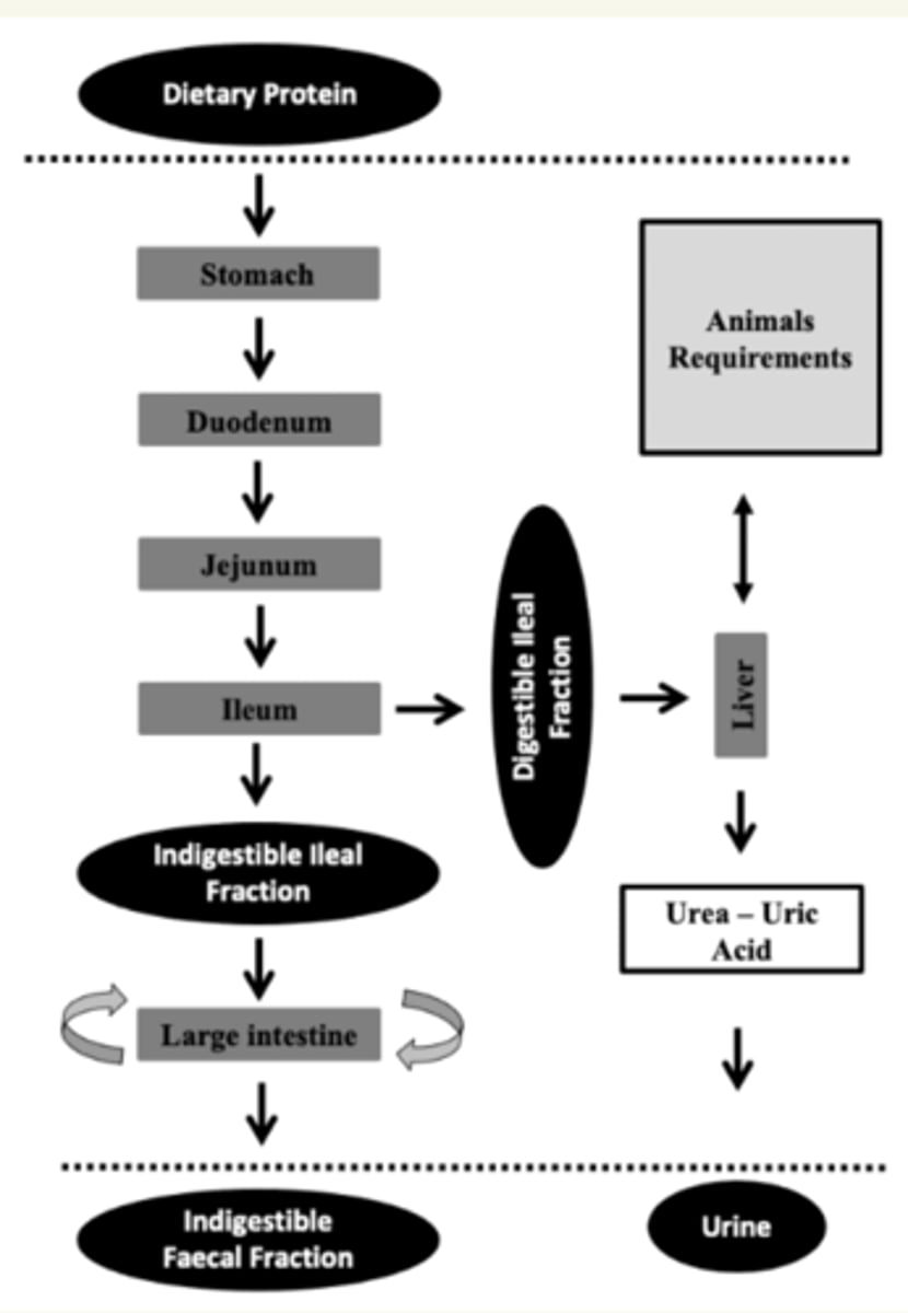 <p>hígado → reservas O urea → orina</p><p>intestino grueso → fracción indigestible de las heces.</p>
