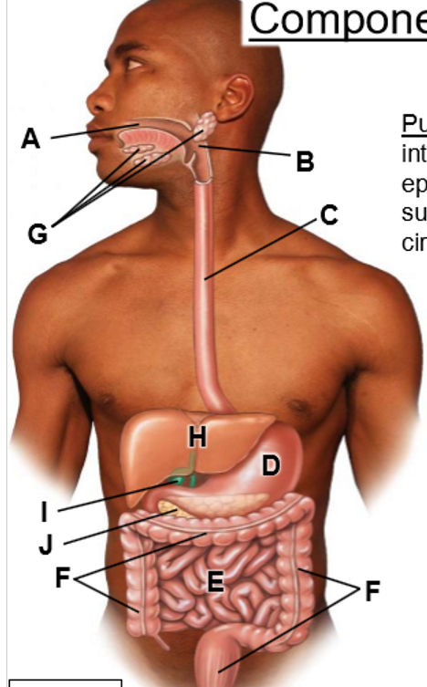 <p>Digestive tract consists of:</p>
