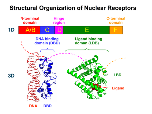 <ul><li><p>dna binding domain</p></li><li><p>linked to ligand binding domain</p><ul><li><p>by hinge region</p></li></ul></li></ul><p></p>