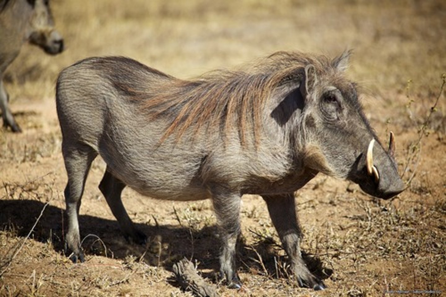 <p>a warthog</p>