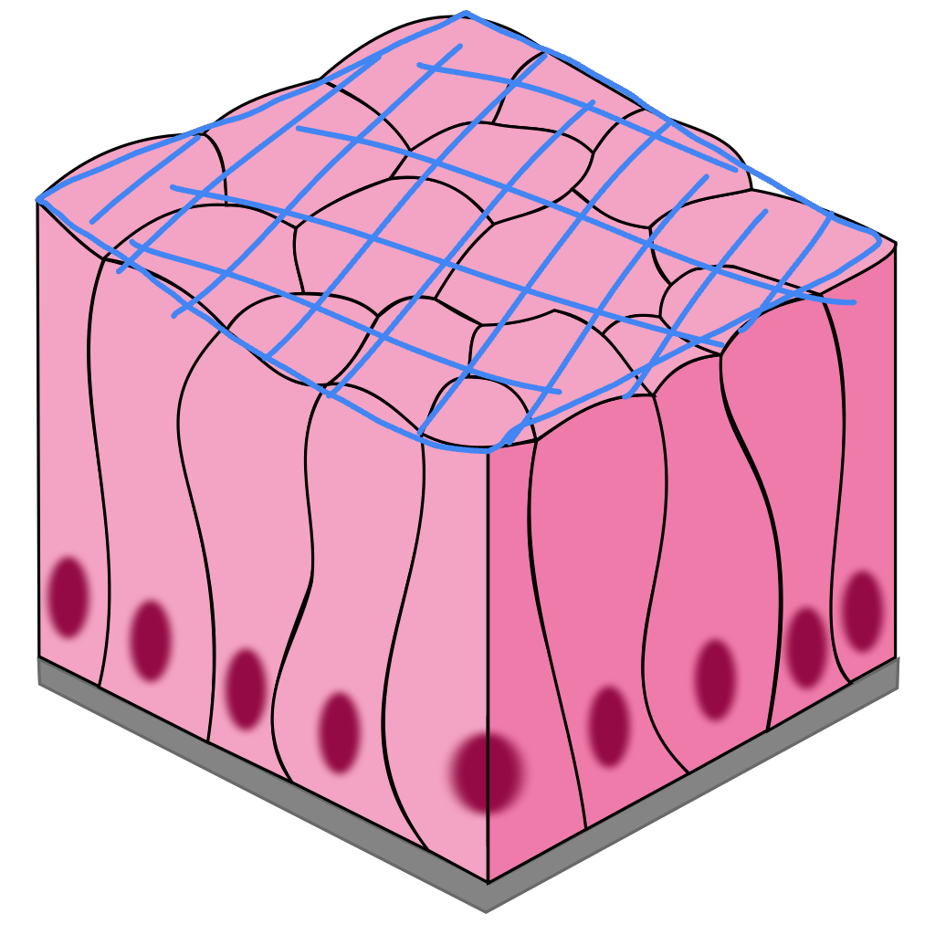 <p>apical surface</p>