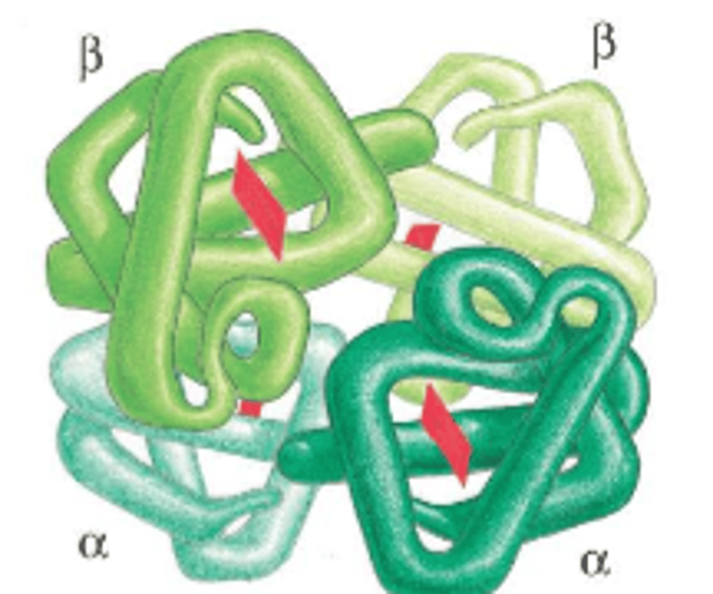 <p>quaternary structure</p>