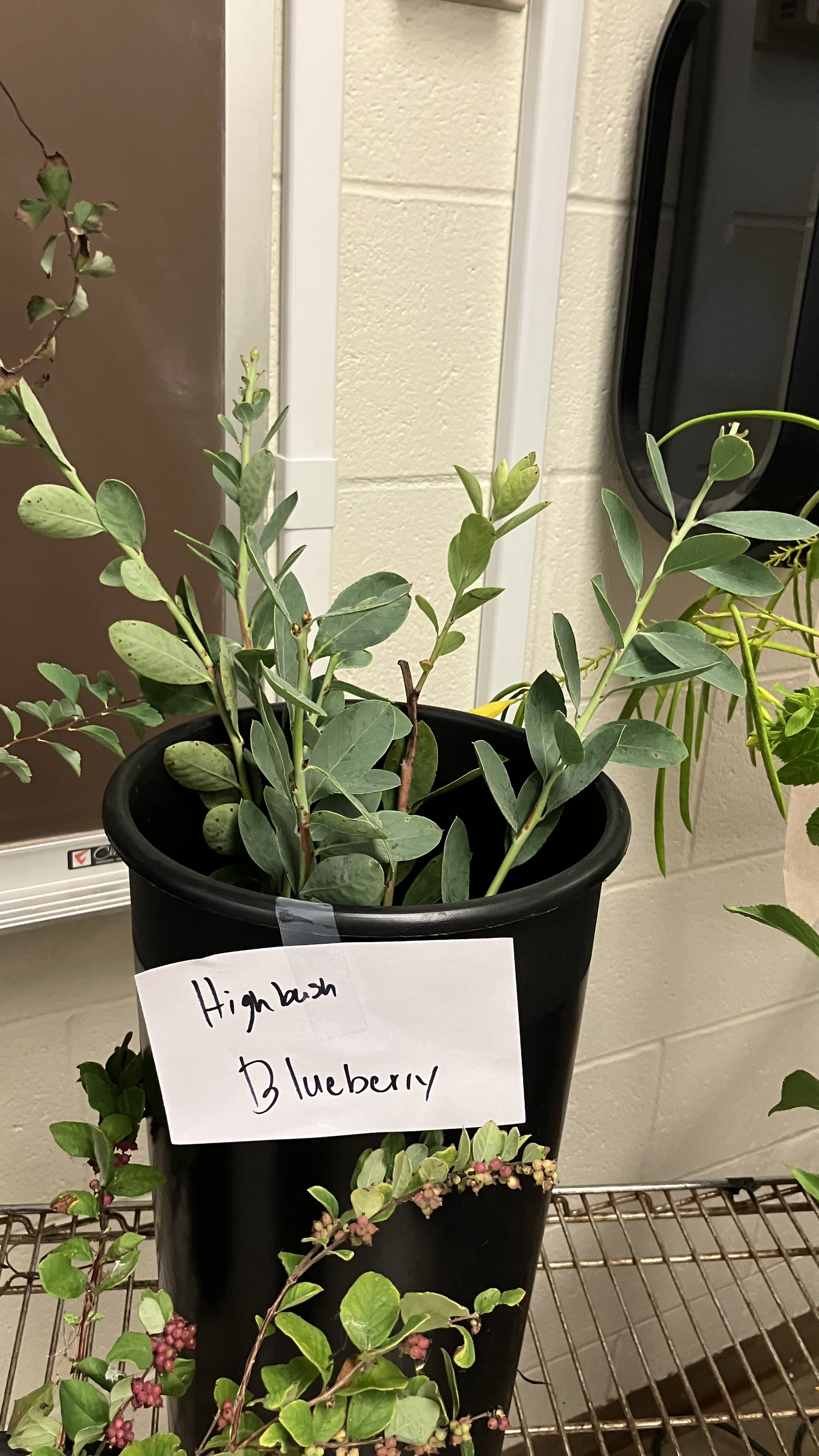 <p>Highbush Blueberry</p>
