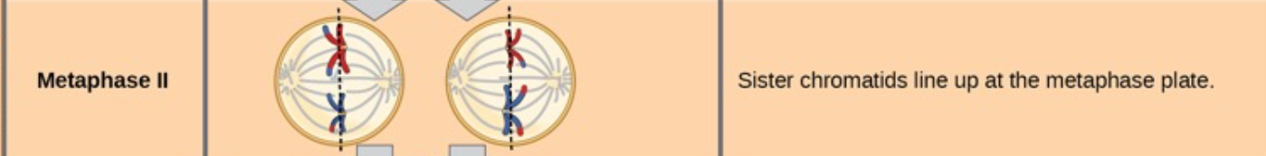 <ul><li><p><strong>Sister chromatids line up</strong> single-file at the <strong>metaphase plate</strong> (middle of the cell).</p></li><li><p>This arrangement is similar to mitosis, but the cells are <strong>haploid</strong>, not diploid</p></li><li><p><strong>Spindle fibers</strong> from opposite poles attach to the <strong>kinetochores</strong> of each chromatid.</p></li><li><p>This ensures that, when the chromatids separate in the next phase, <strong>each new cell will get one complete set of chromosomes</strong>.</p></li></ul><p></p>