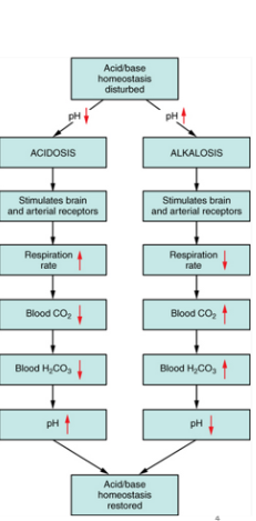 <p>metabolic _________</p><p>due to processes other than respiration, low blood pH</p><p>Examples:</p><p>•Lactic acid build-up due to severe exercise</p><p>•Diarrhea (This gets rid of bicarbonates-creating more acidic environment)</p>