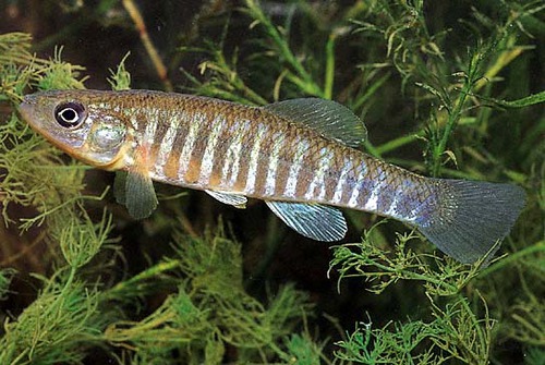 <p>Fundulus majalis</p>