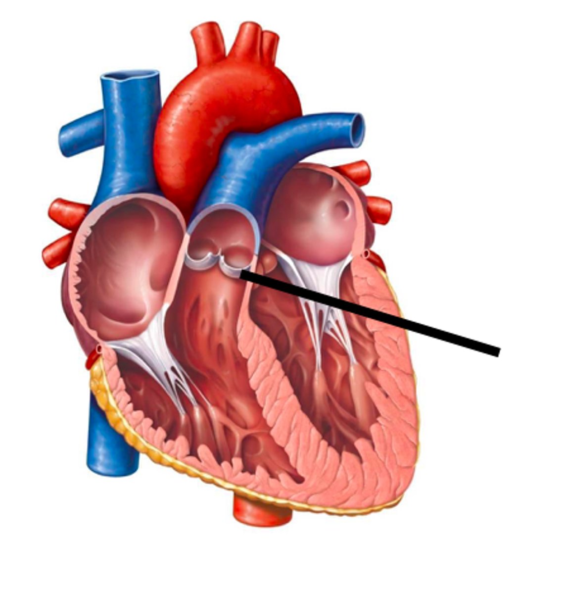 <p>the valve is opened by the increased blood pressure of the ventricular systole (contraction of the muscular tissue), pushing blood out of the heart and into the artery. It closes when the pressure drops inside the heart.</p>