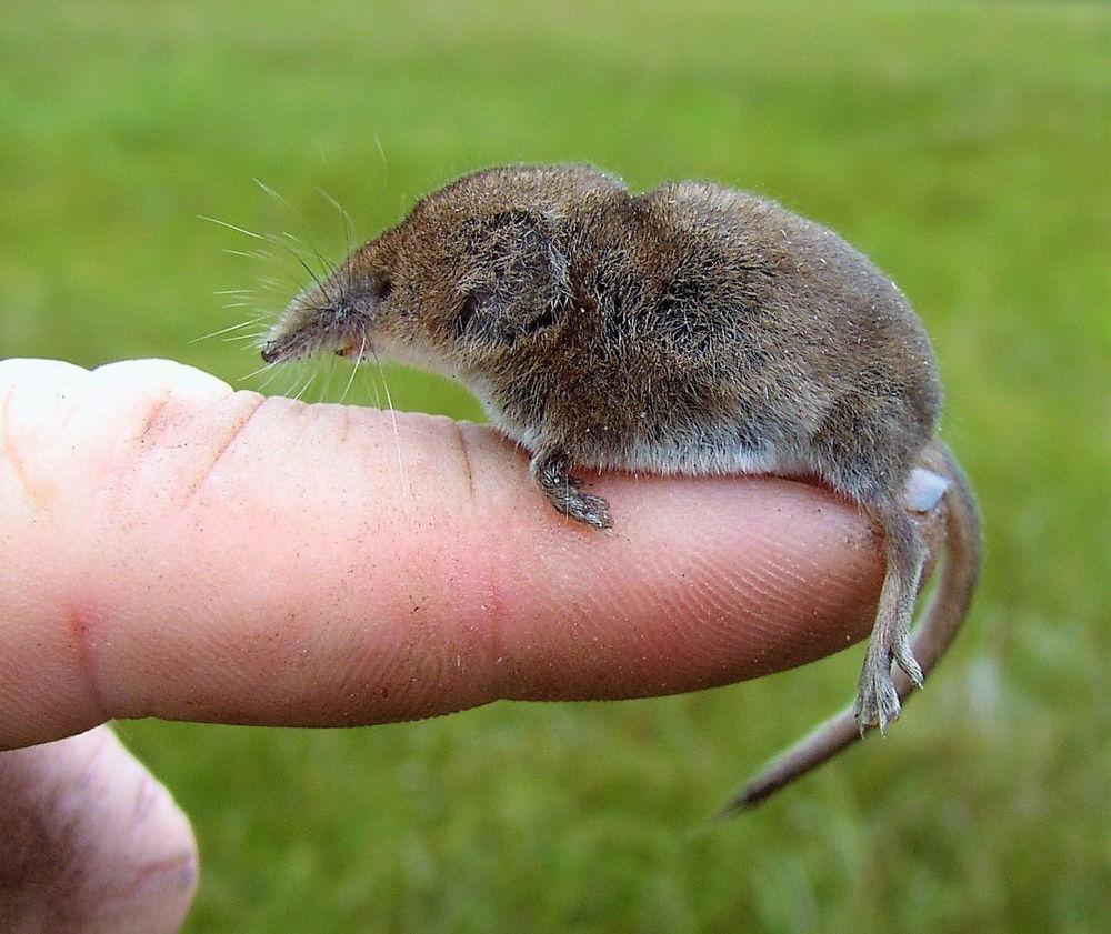 <p>Masked shrew</p>