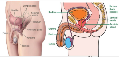 <p><strong>Prostate</strong></p><p>-Accessory structure surrounding the _______. Inferior to bladder, posterior to pubic symphysis, anterior to the rectum</p><p>-Inverted, rounded, cone like structure that has a large base, narrow apex, and is the size of a walnut. Cradled between levator ani muscles </p><p>-____________ contribute to formation of _____ → thin, milky substance with _______ pH</p><ul><li><p>Helps ______ survive the _______ environment of the female ______</p></li></ul><p></p>