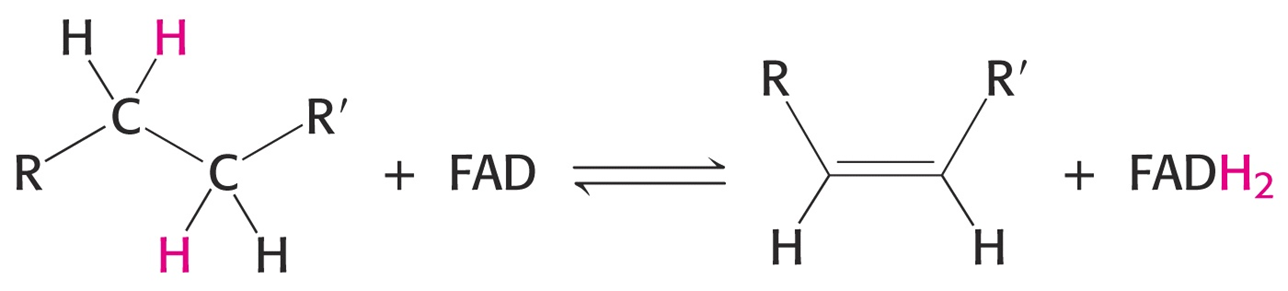 basic reaction 