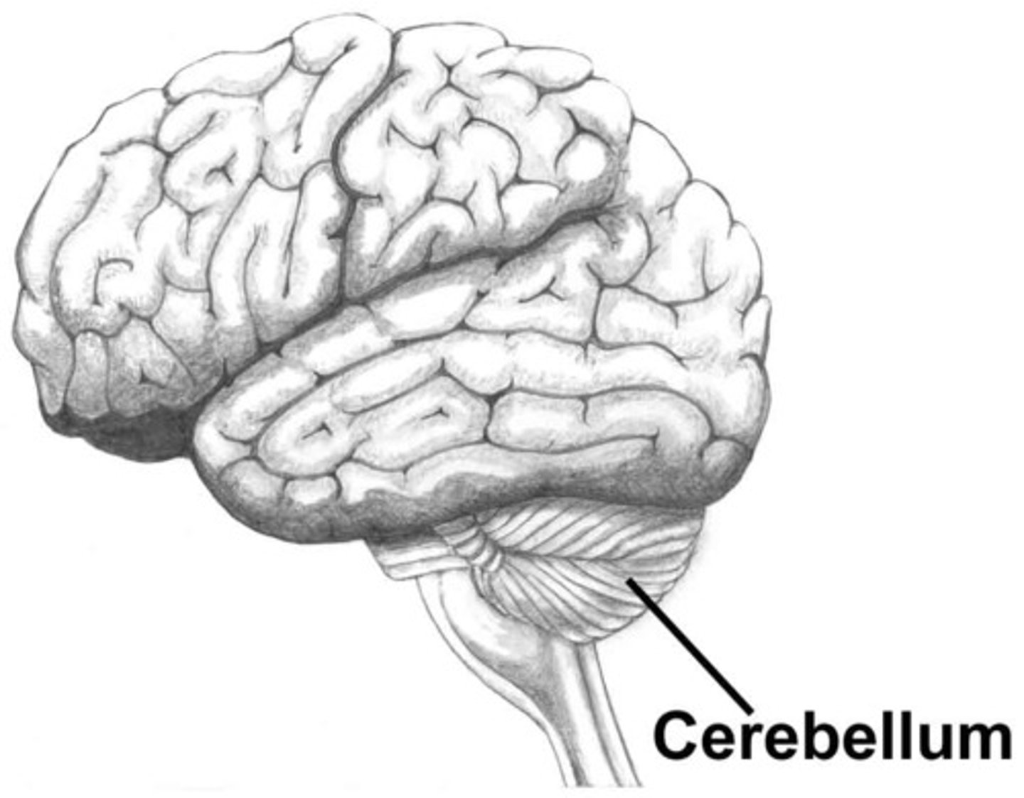<p>Also known as little brain, coordination, memory, and balance</p>