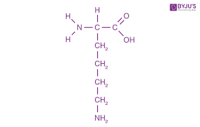 <p><strong>CH2</strong> - CH2 - CH2 - CH2 - NH3+</p>