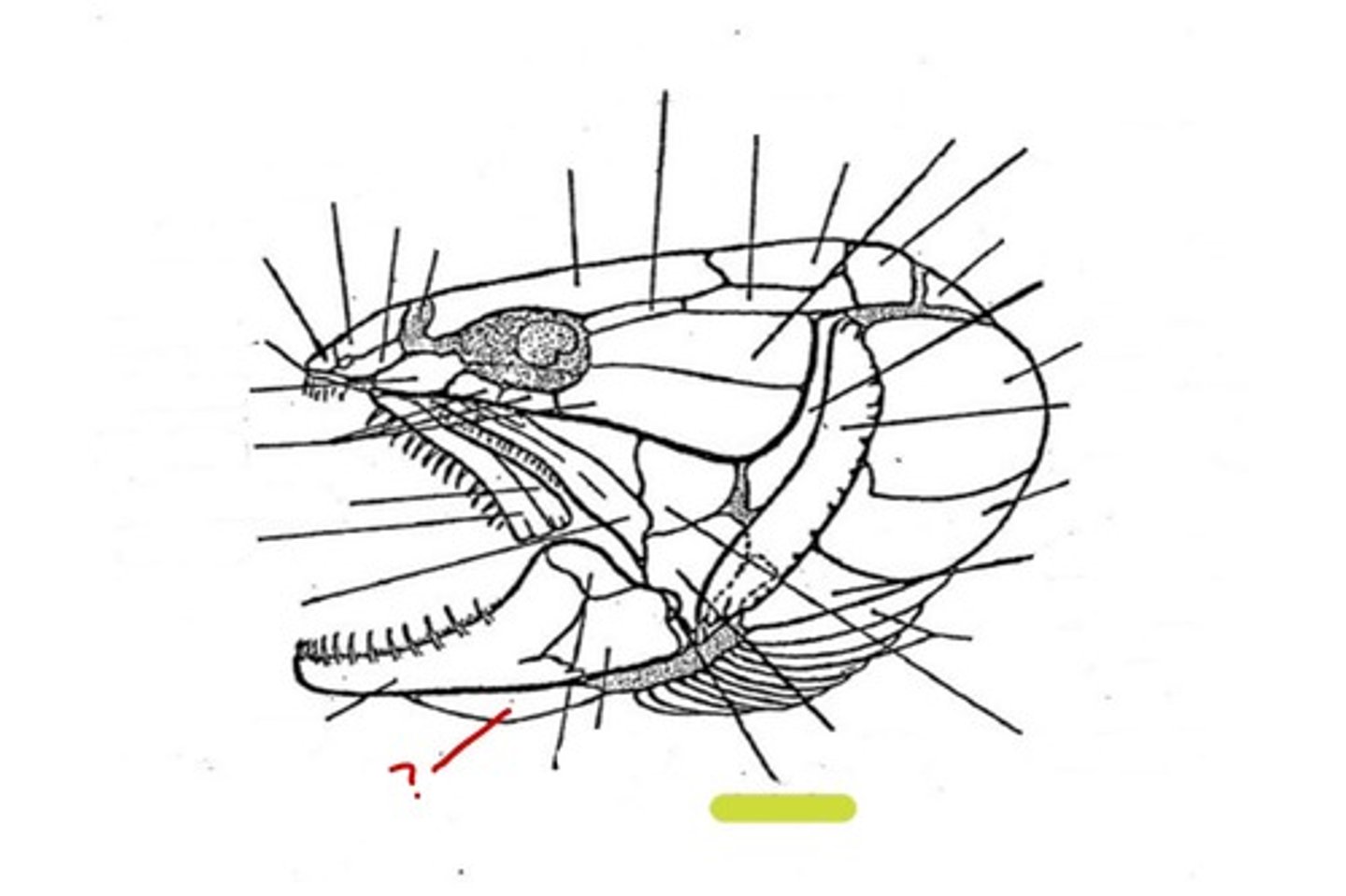 <p>What bone is this</p>